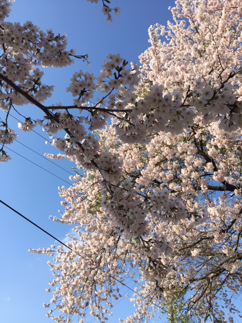 桜